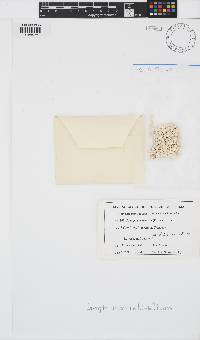 Image of Spongites hyperellus