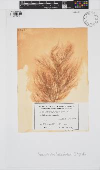 Image of Spongoclonium fasciculatum