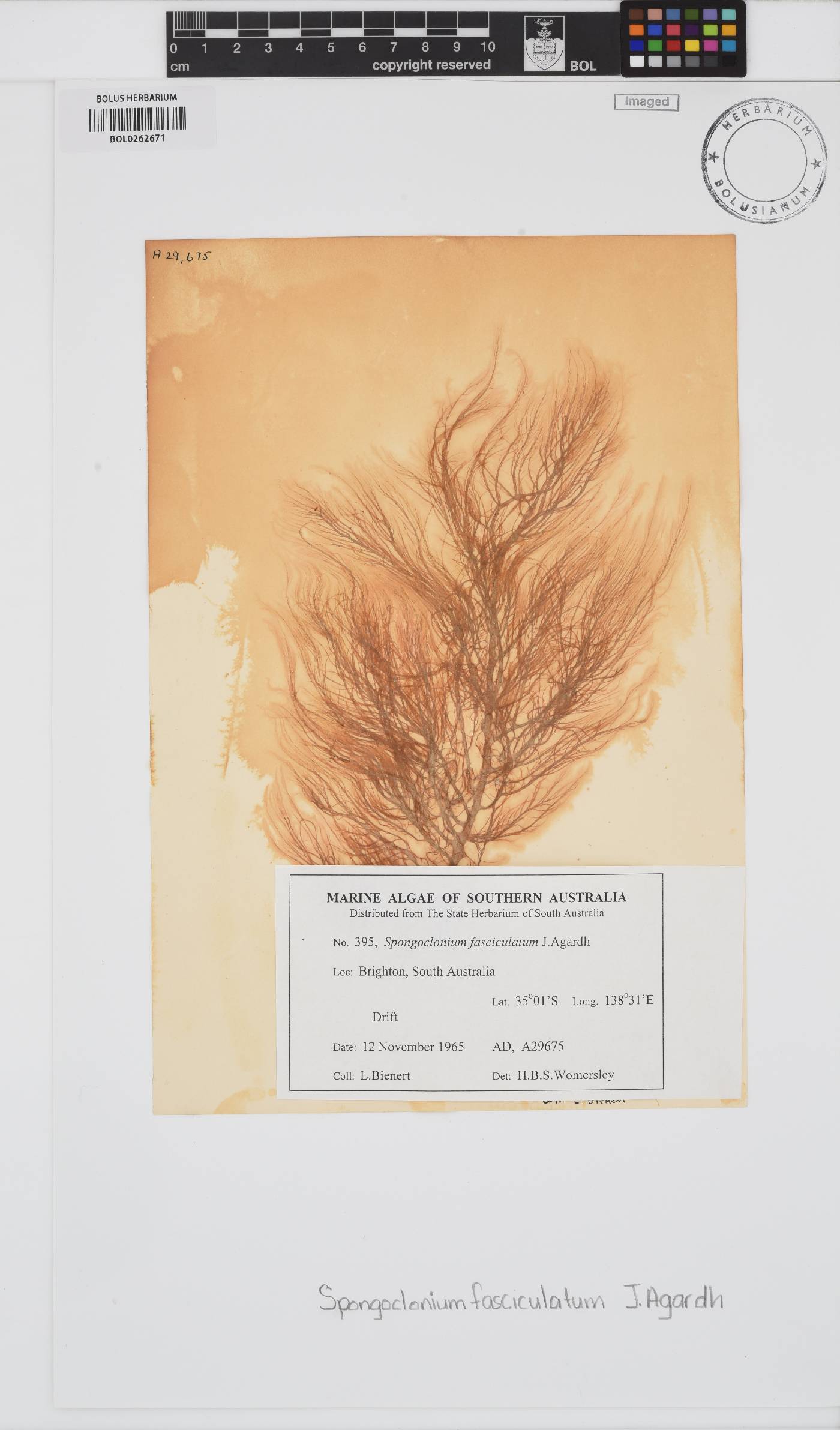 Spongoclonium fasciculatum image