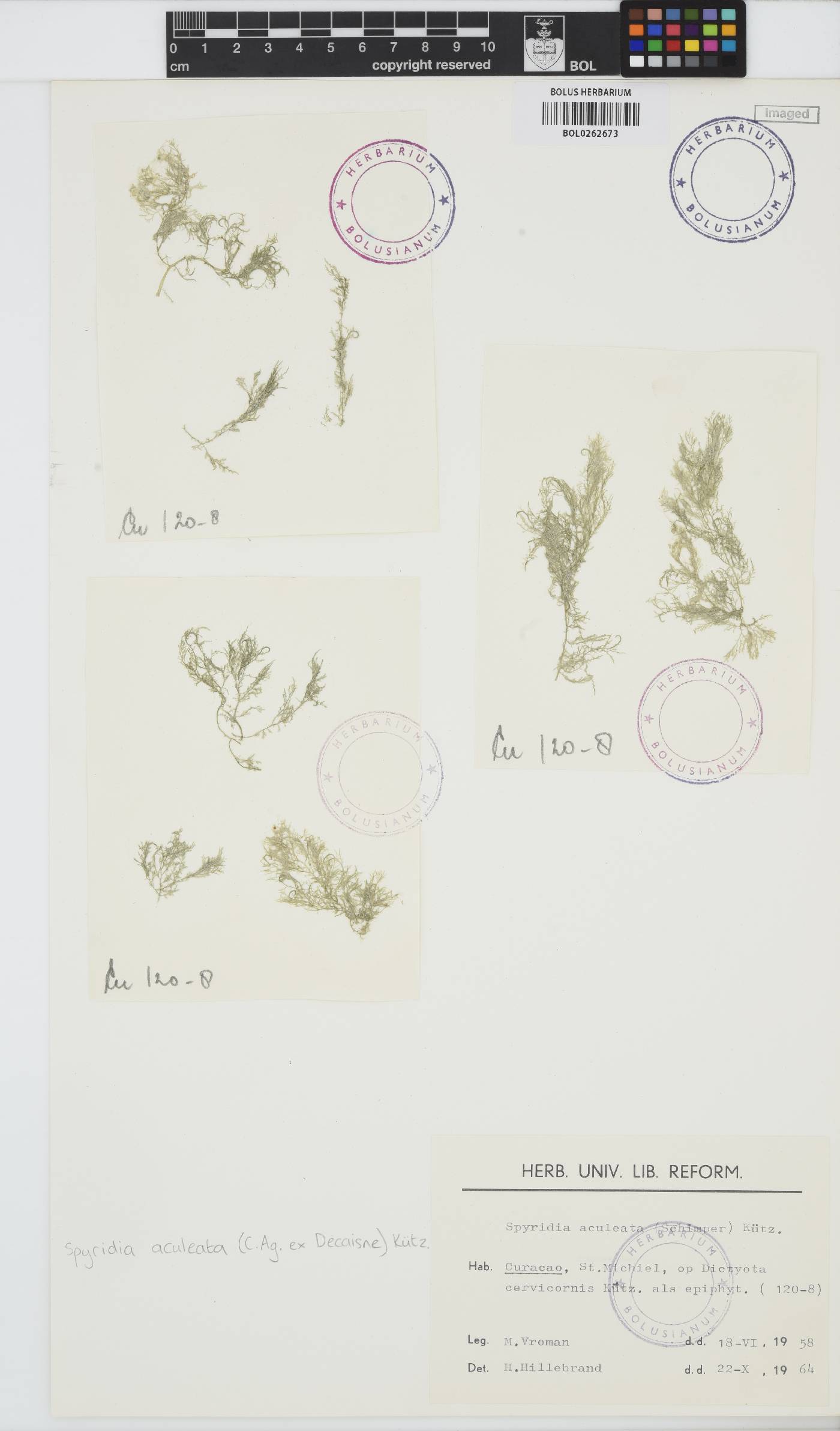 Spyridia aculeata image