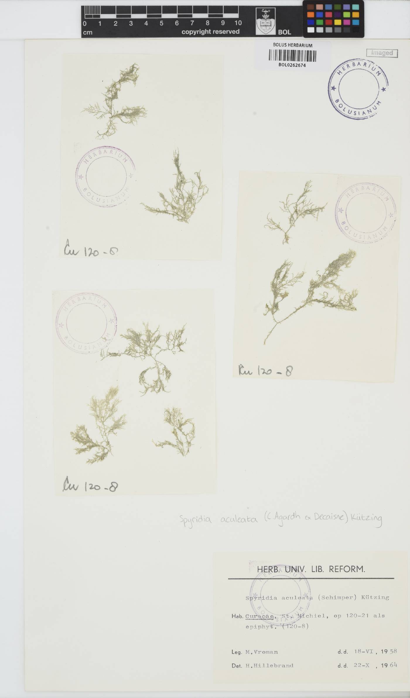 Spyridia aculeata image