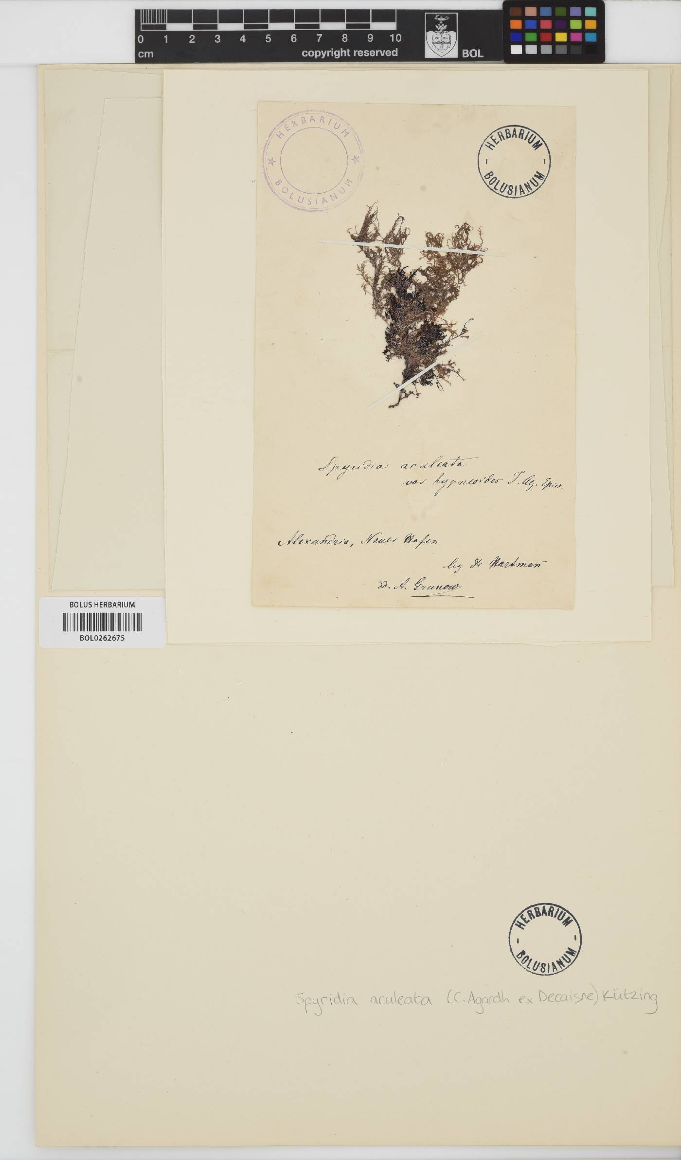 Spyridia aculeata image