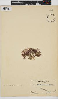Spyridia cupressina image