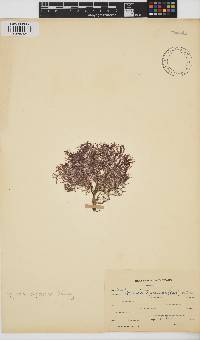 Spyridia cupressina image