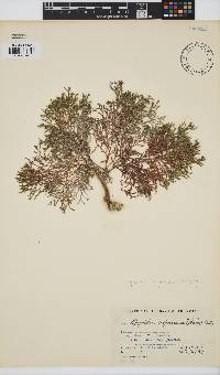Spyridia cupressina image