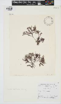 Spyridia cupressina image