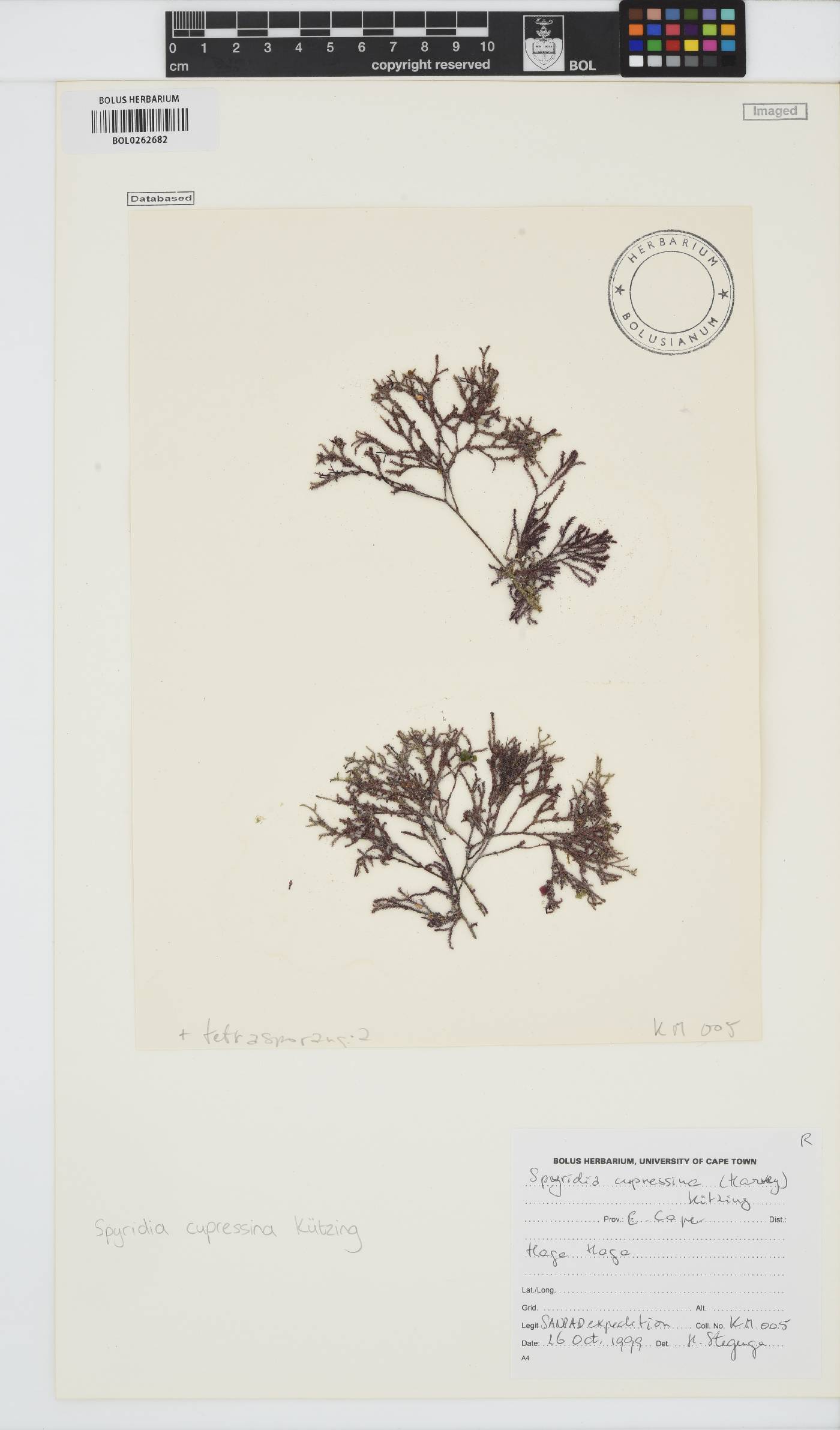 Spyridia cupressina image