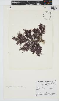 Spyridia cupressina image