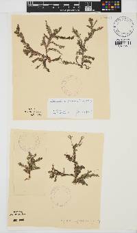 Spyridia cupressina image