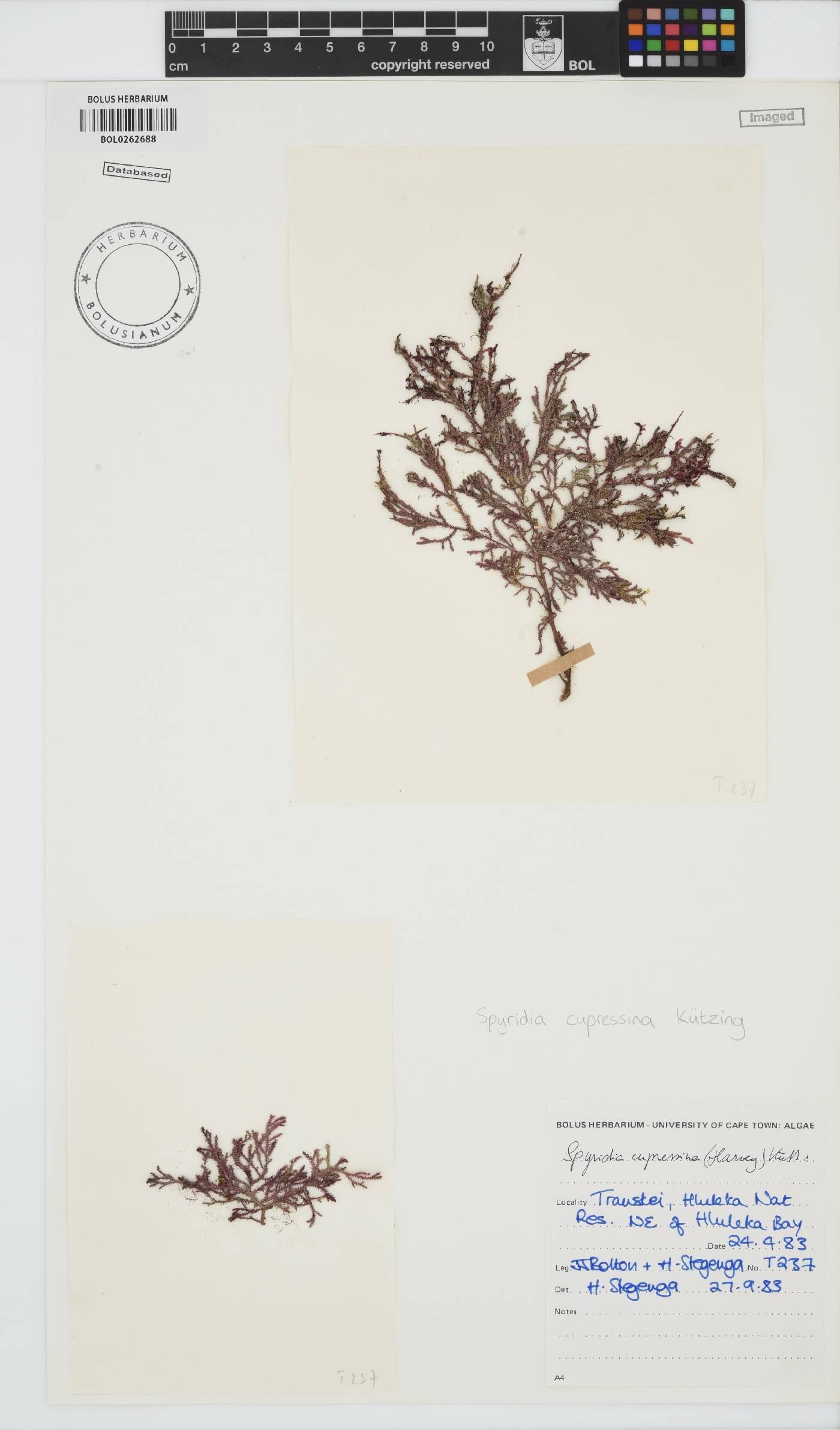 Spyridia cupressina image