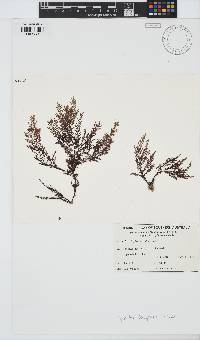 Image of Spyridia dasyoides
