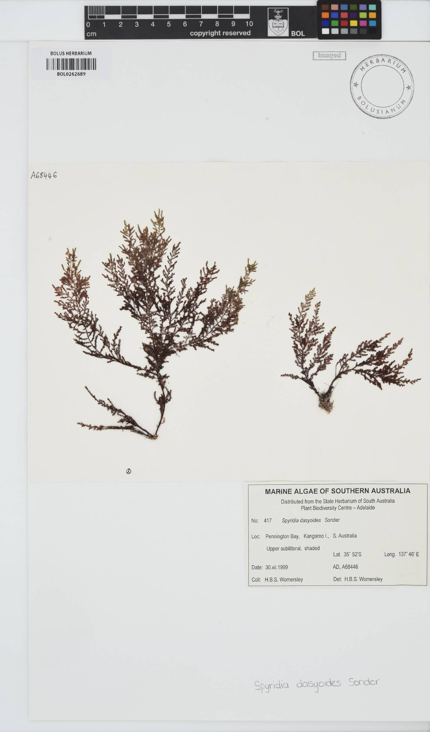 Spyridia dasyoides image