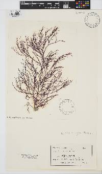 Image of Spyridia elongata