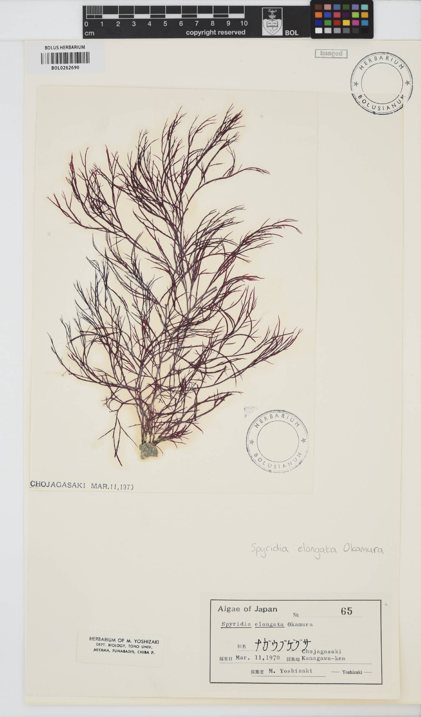 Spyridia elongata image