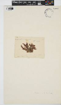 Spyridia cupressina image