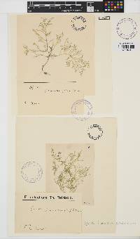 Spyridia filamentosa image