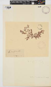 Spyridia filamentosa image