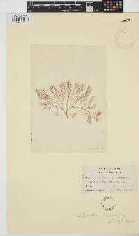 Spyridia filamentosa image