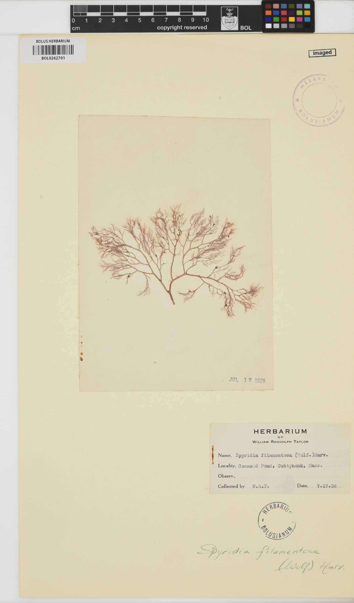 Spyridia filamentosa image