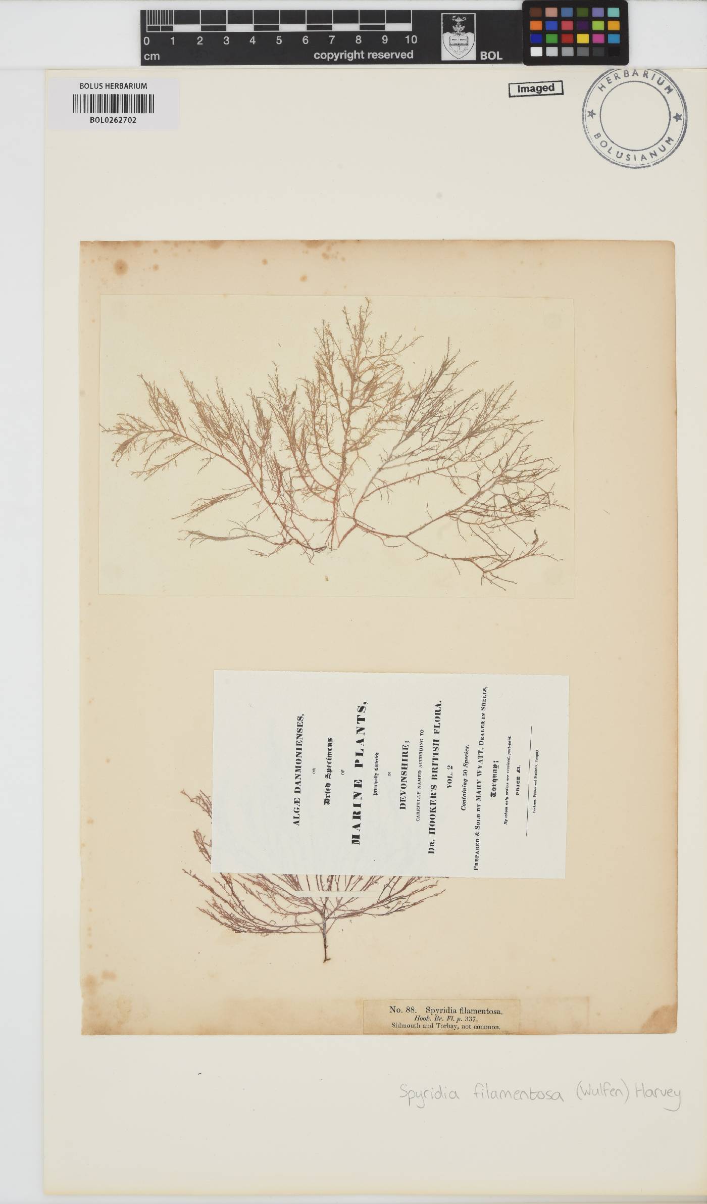 Spyridia filamentosa image