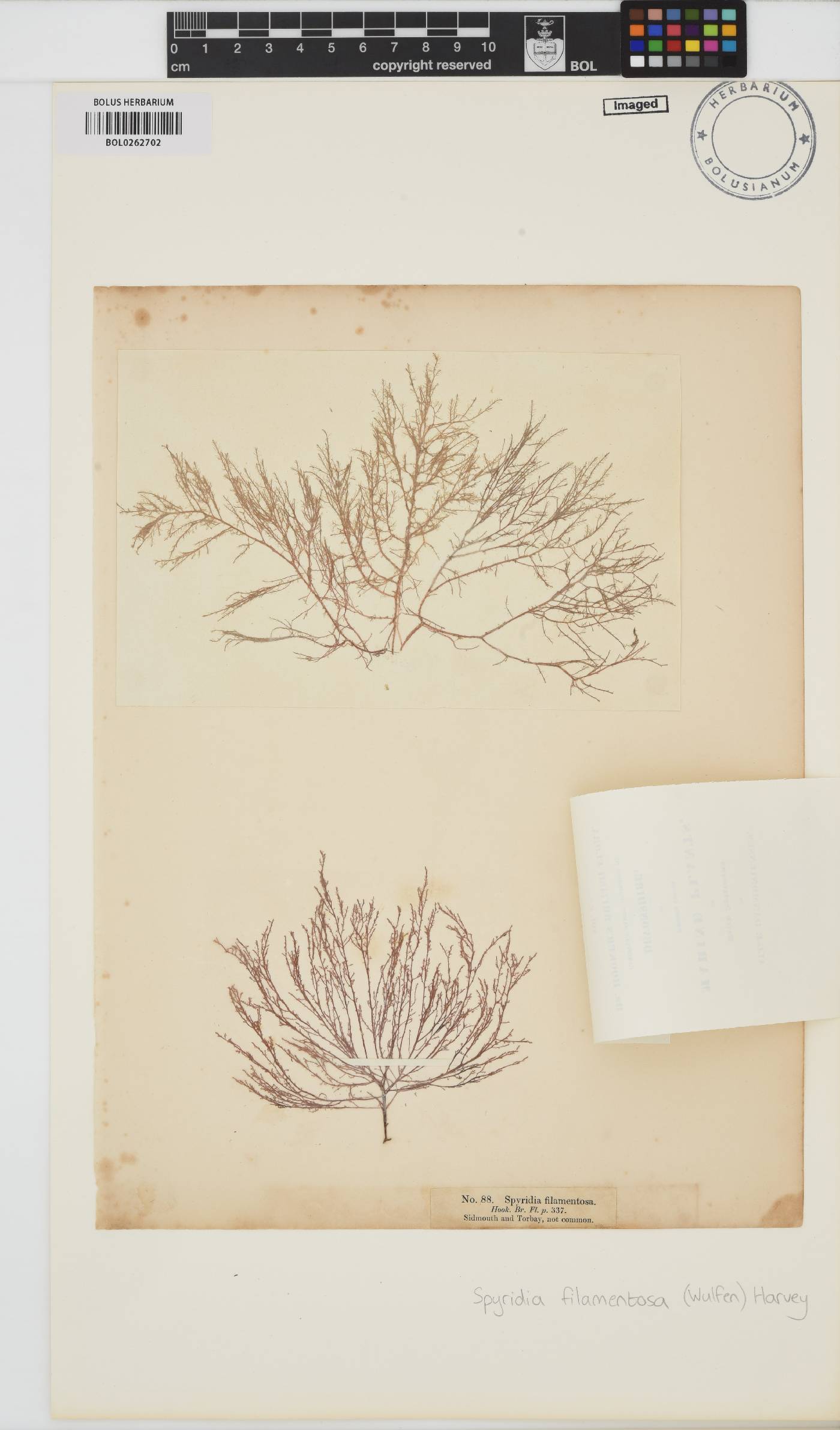 Spyridia filamentosa image