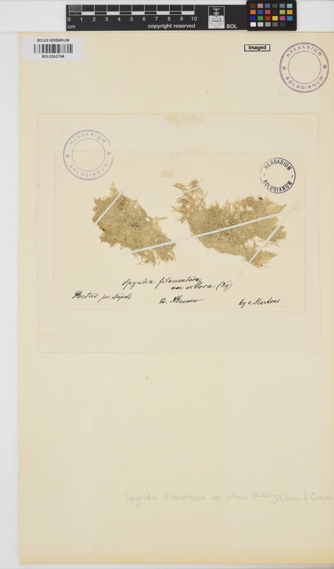 Spyridia filamentosa image