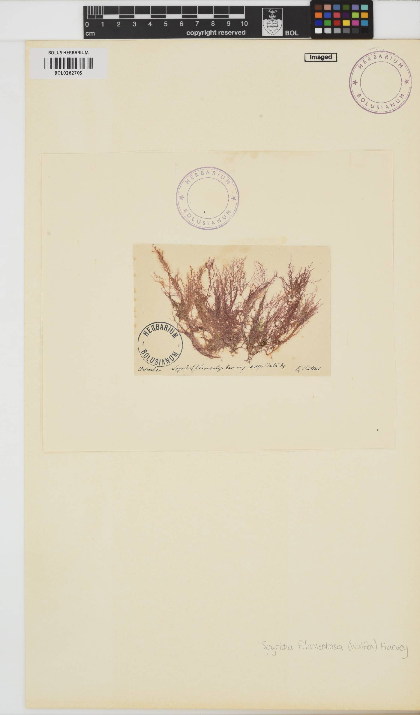 Spyridia filamentosa image