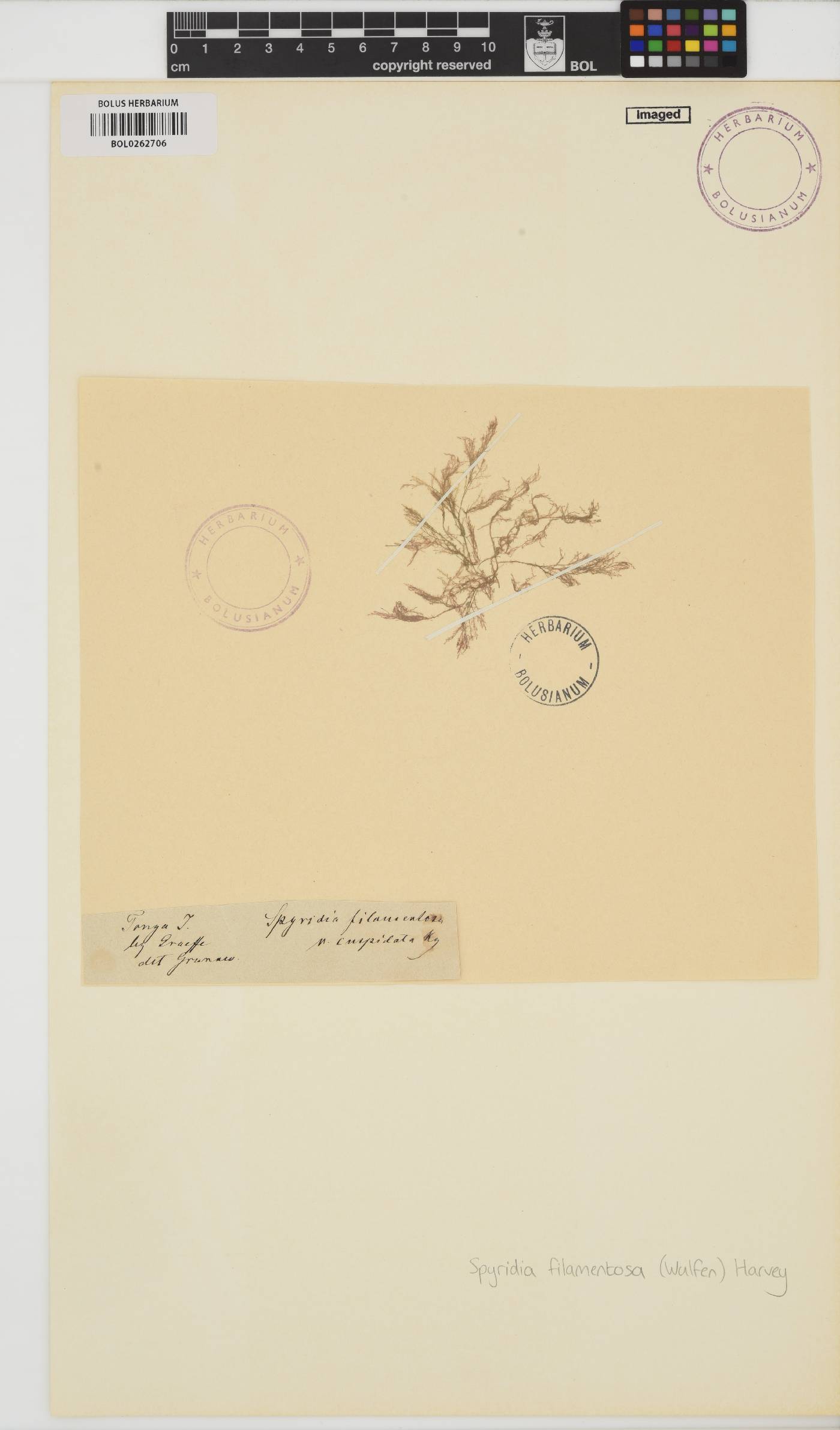 Spyridia filamentosa image