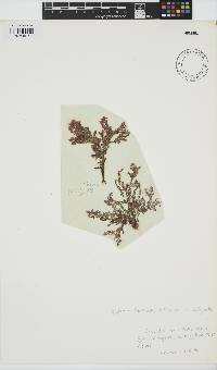 Spyridia horridula image