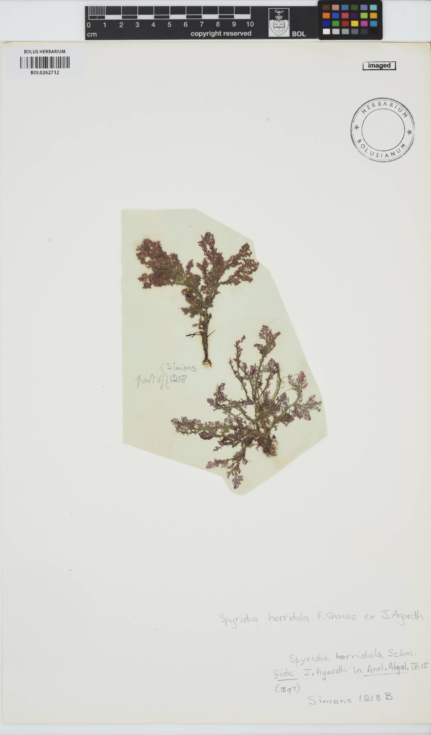 Spyridia horridula image