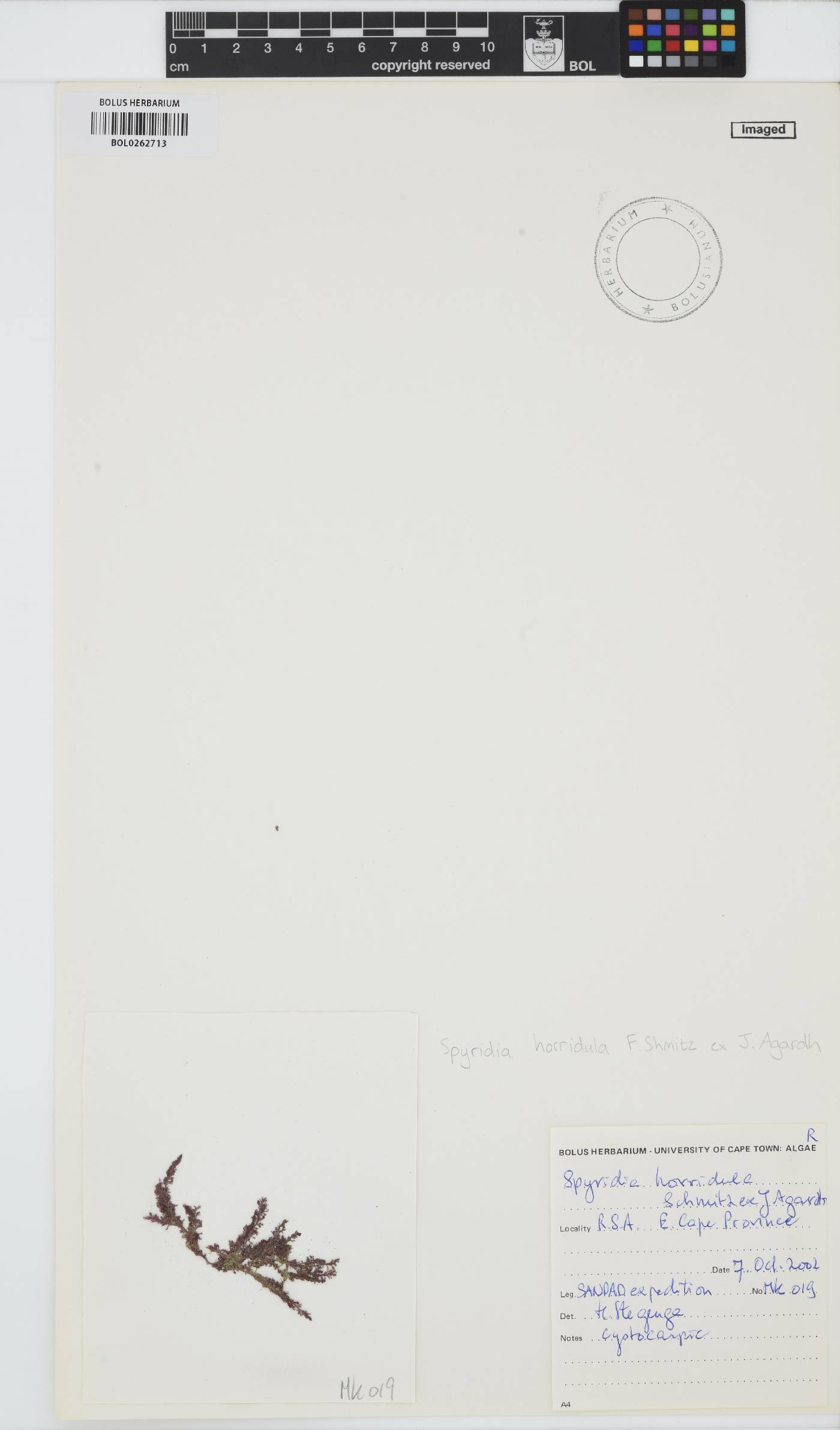 Spyridia horridula image
