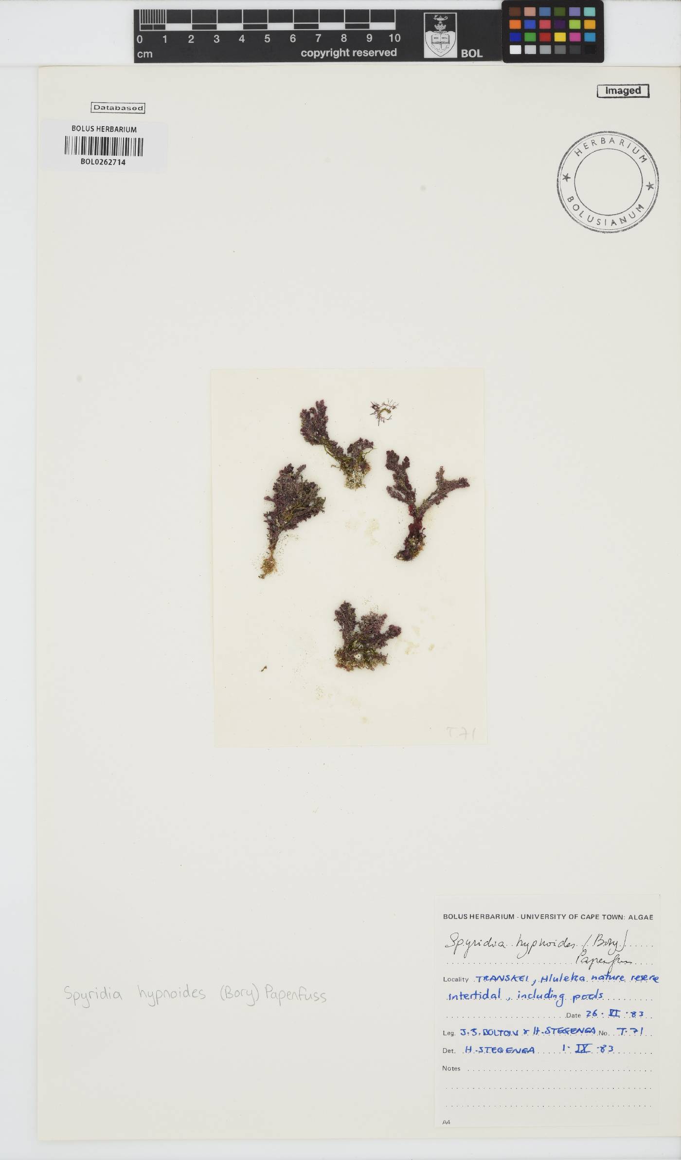 Spyridia hypnoides image
