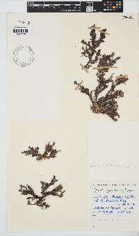 Spyridia hypnoides image