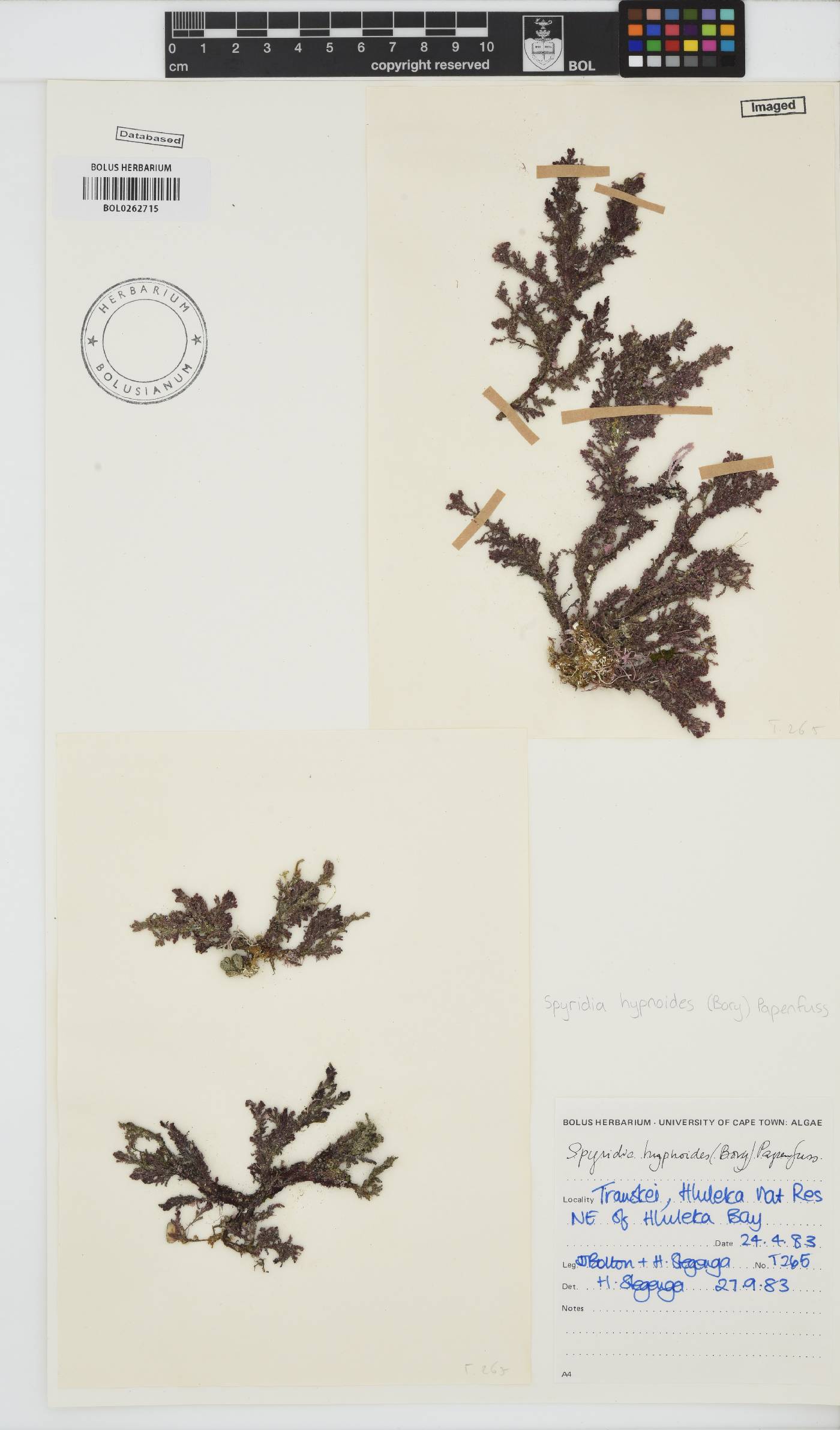 Spyridia hypnoides image