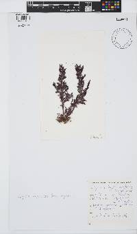 Spyridia hypnoides image