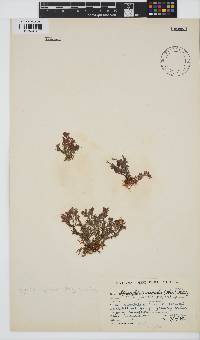 Spyridia hypnoides image