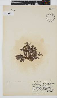 Spyridia hypnoides image