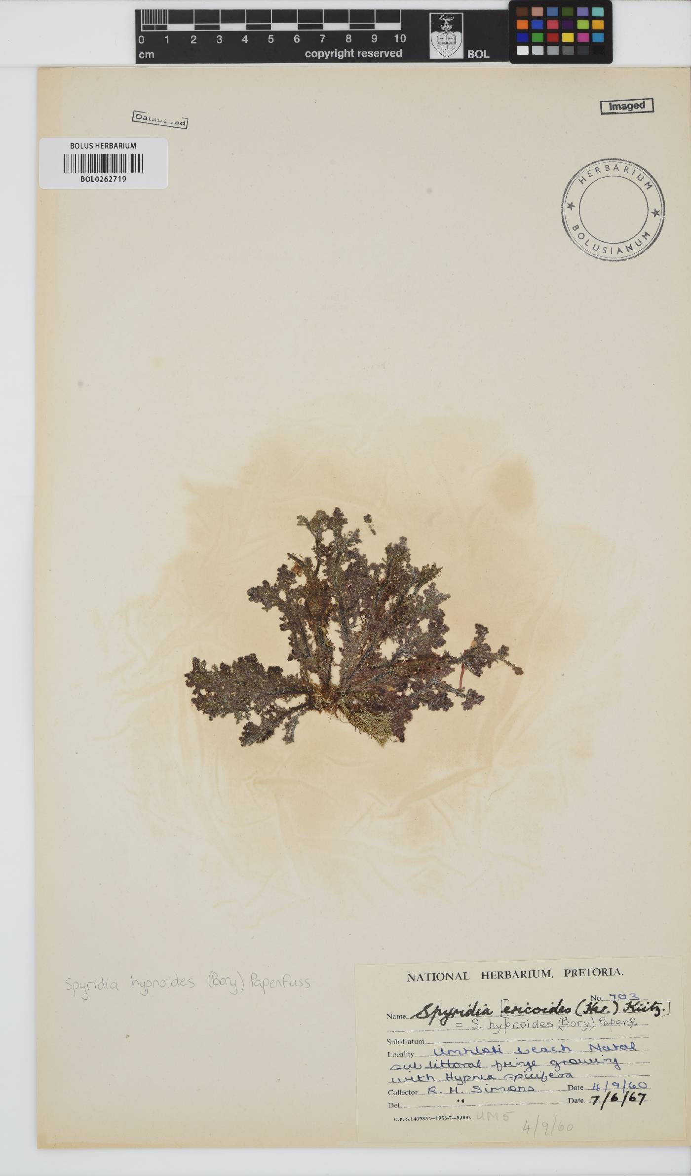 Spyridia hypnoides image