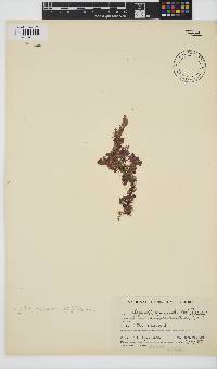 Spyridia hypnoides image
