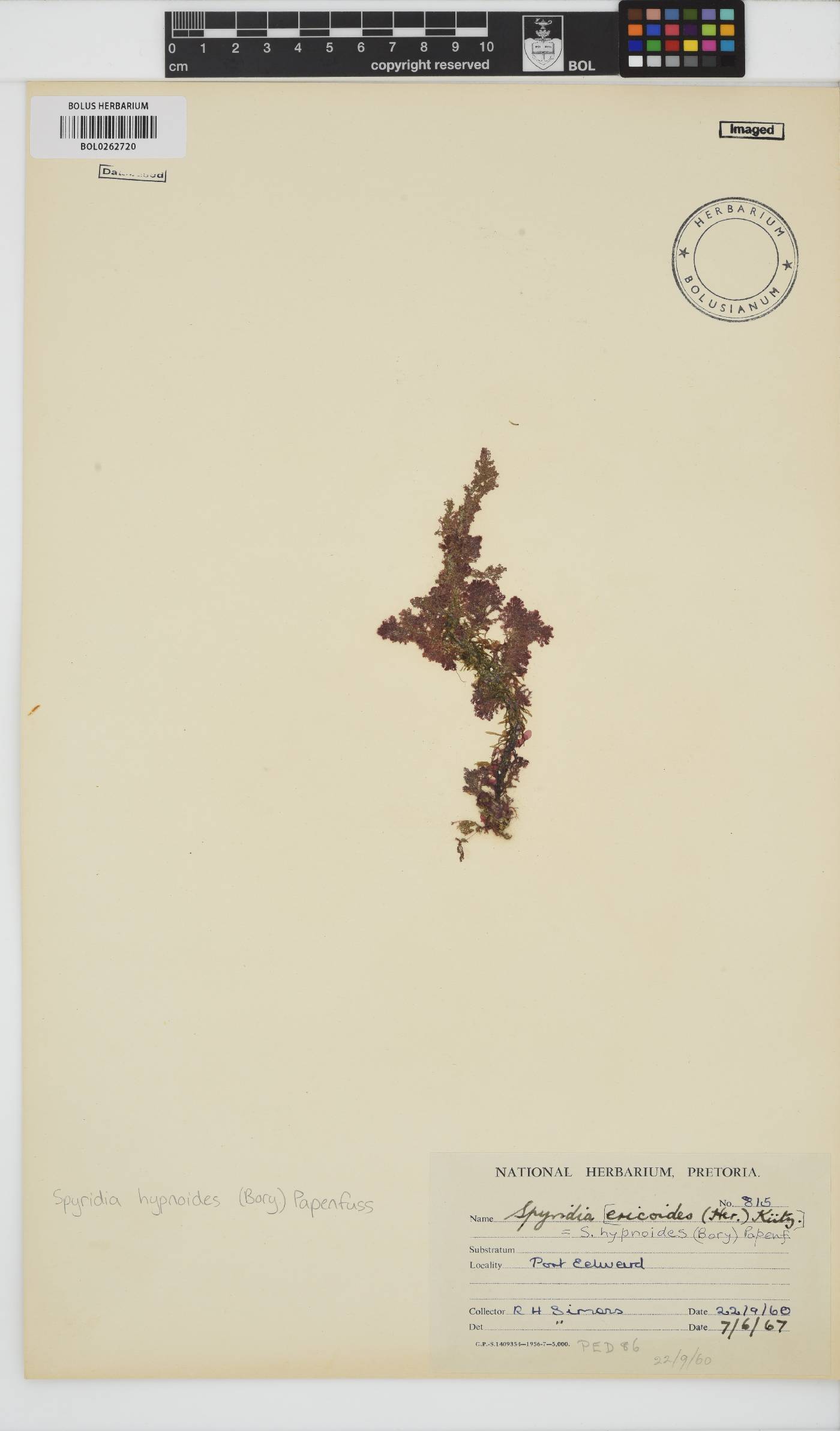 Spyridia image