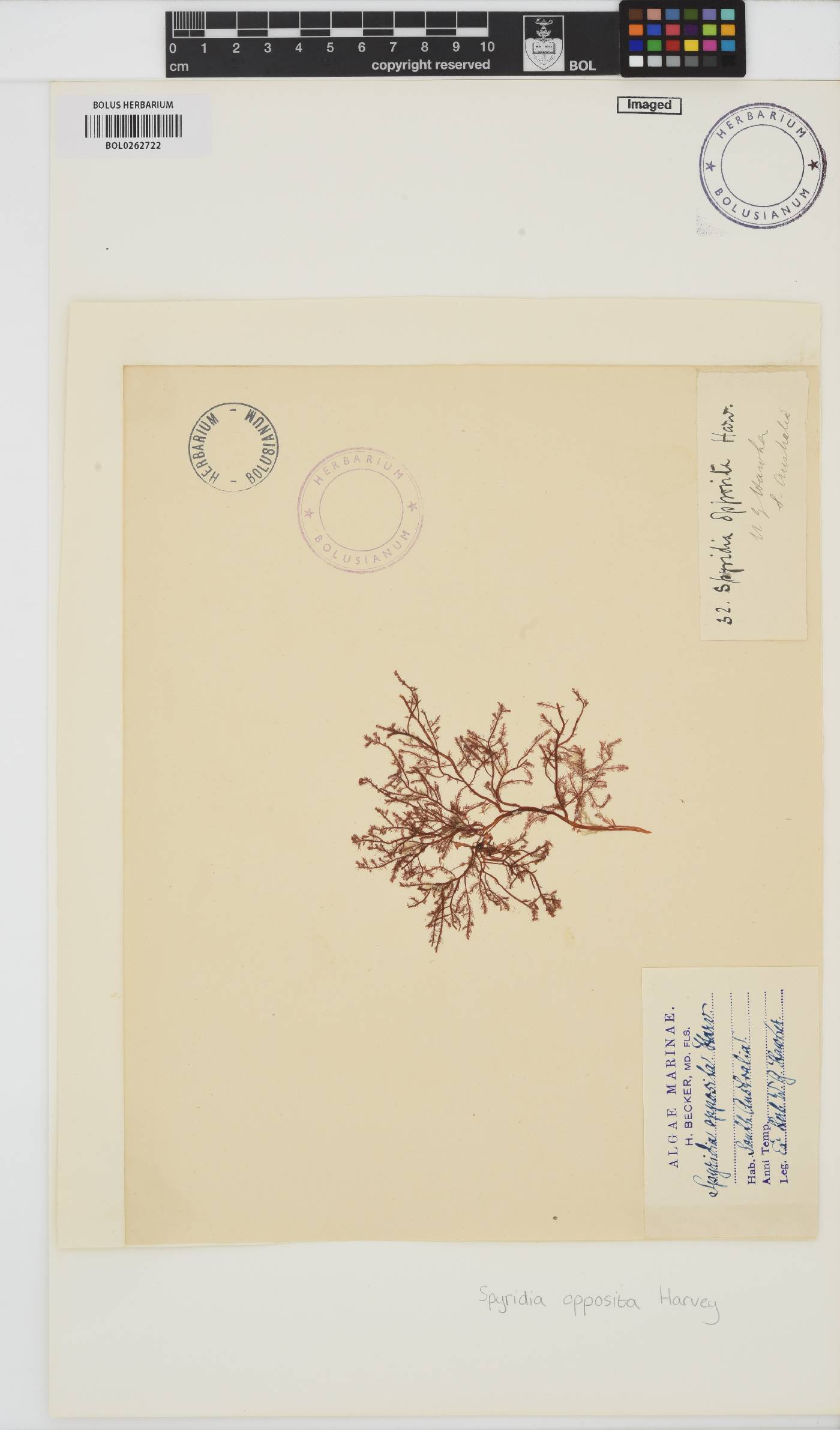 Callithamniaceae image