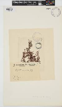 Spyridia dasyoides image