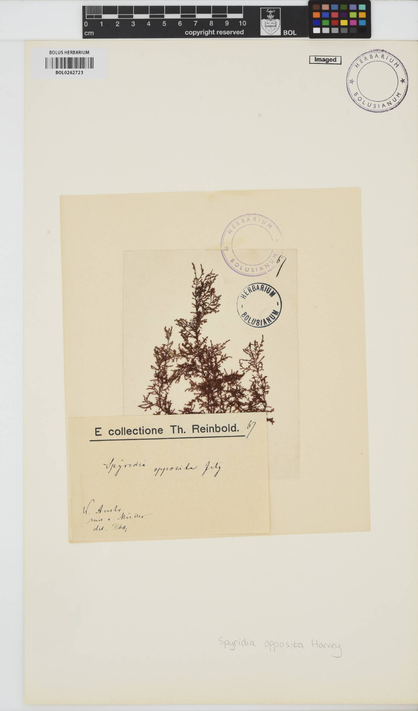 Spyridia dasyoides image