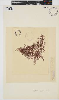 Spyridia dasyoides image