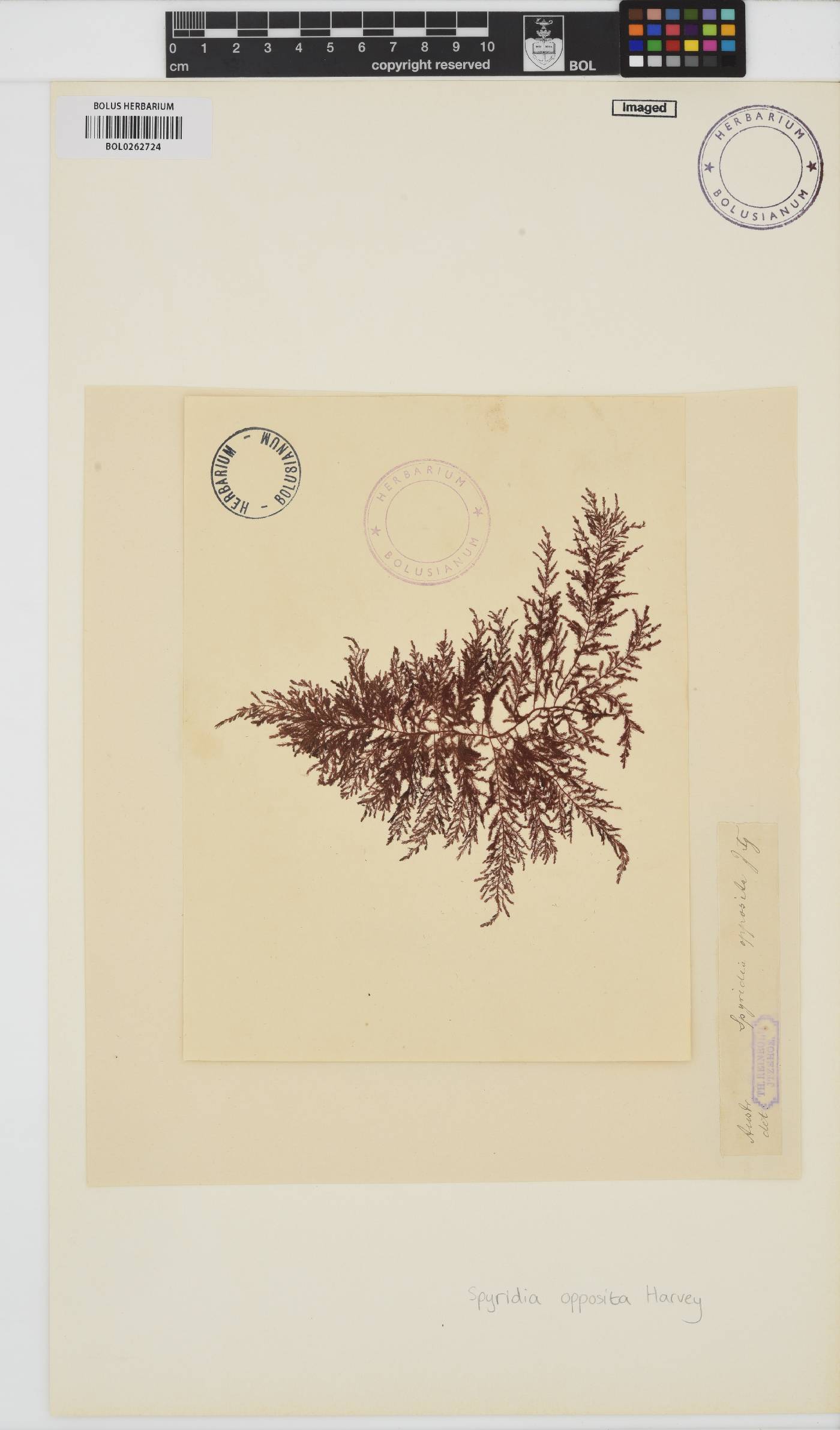 Spyridia dasyoides image