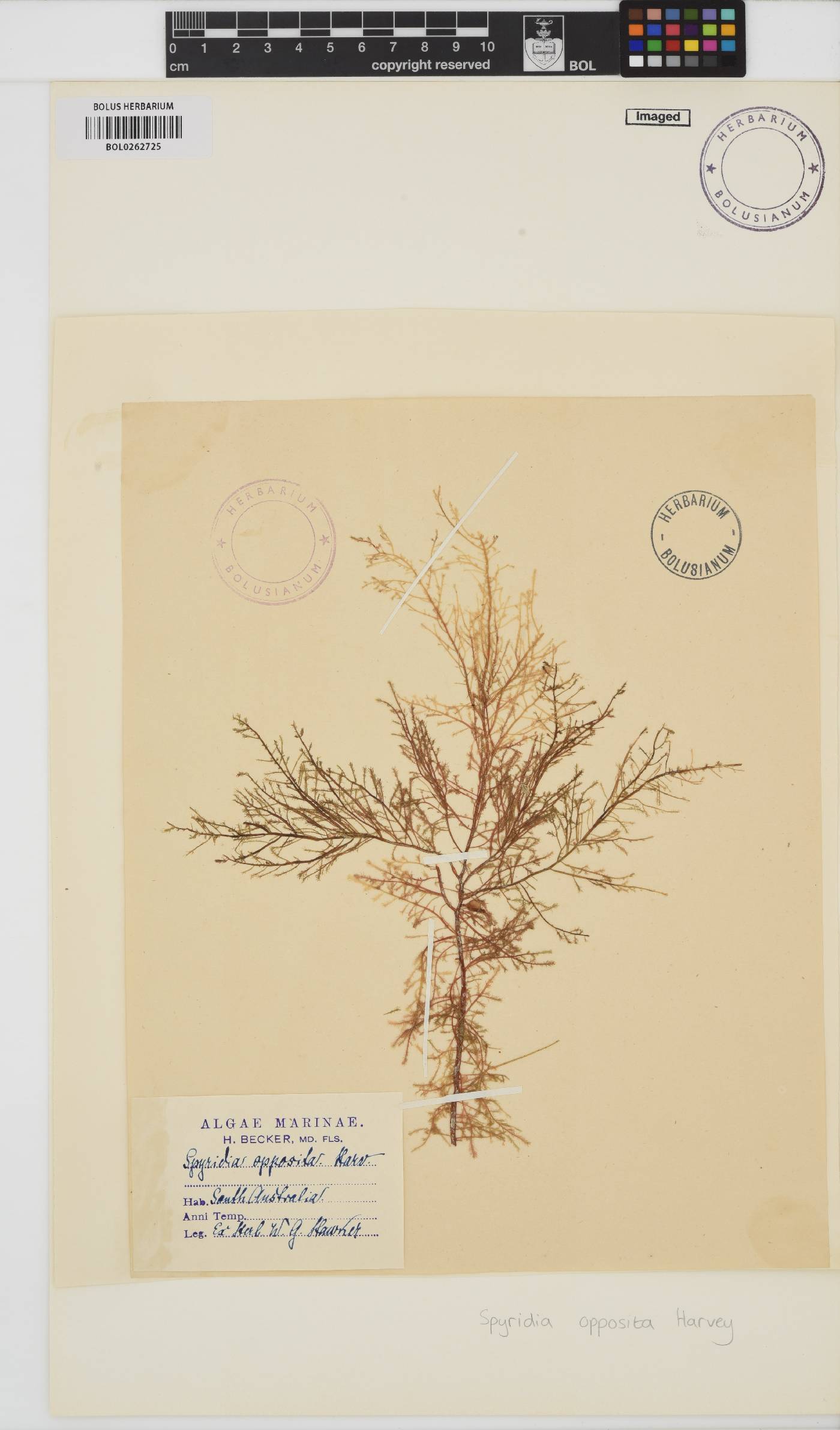 Spyridia dasyoides image