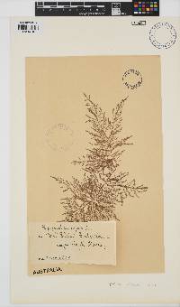 Spyridia dasyoides image