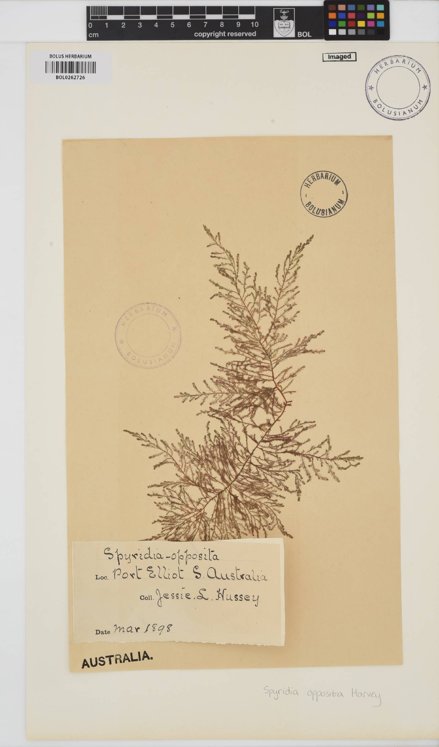 Spyridia dasyoides image