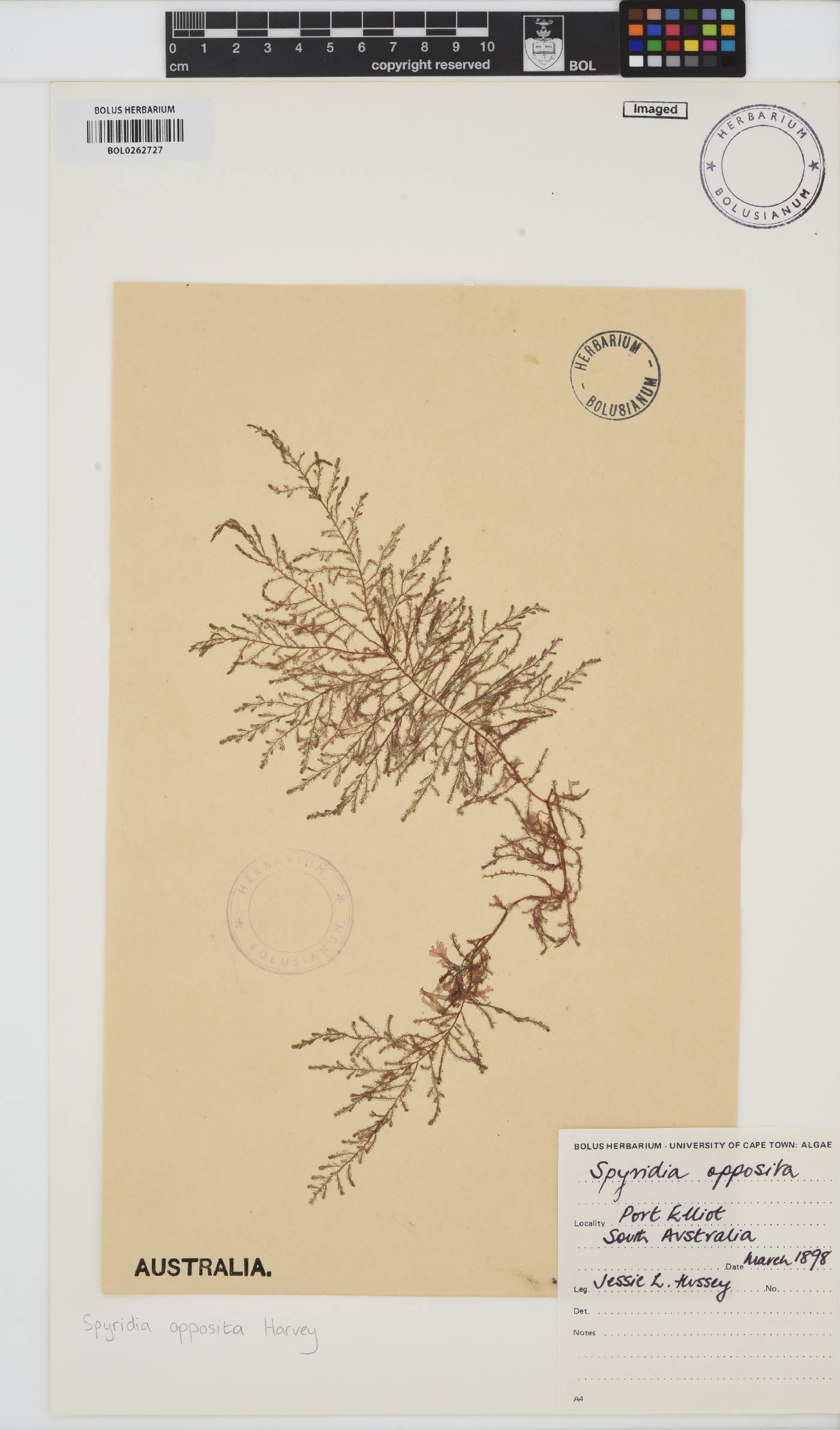 Spyridia dasyoides image