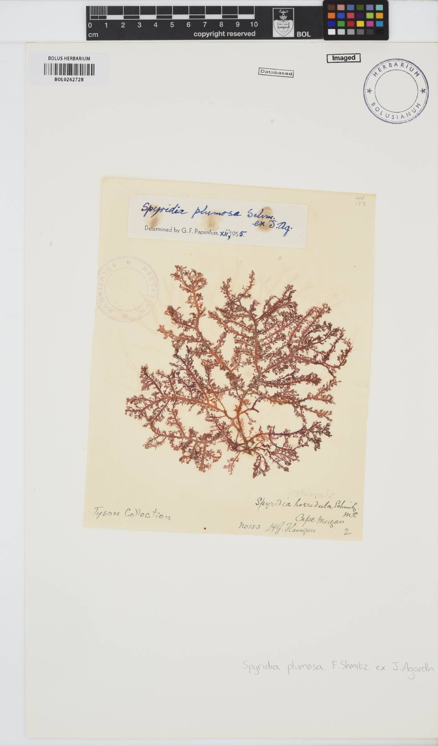 Spyridia plumosa image